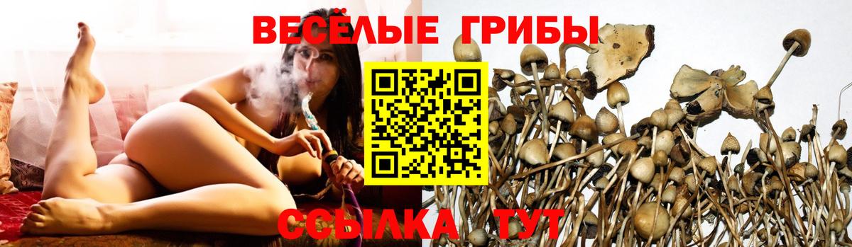 Галлюциногенные грибы Psilocybe Одинцово